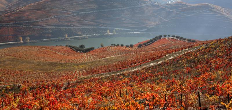 Viaje por el Duero portugués